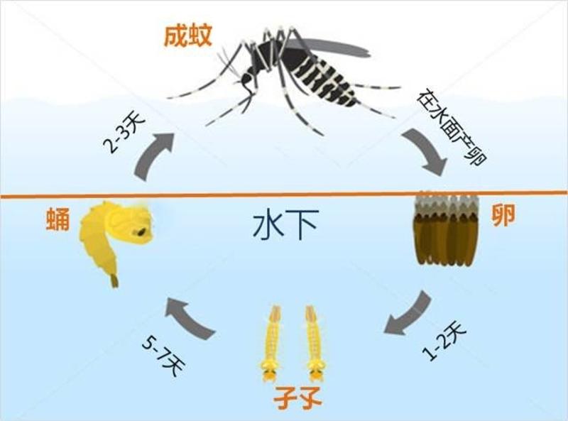 蚊子的卵,幼虫和蛹这3个时期都是在水中生长发育的哟!