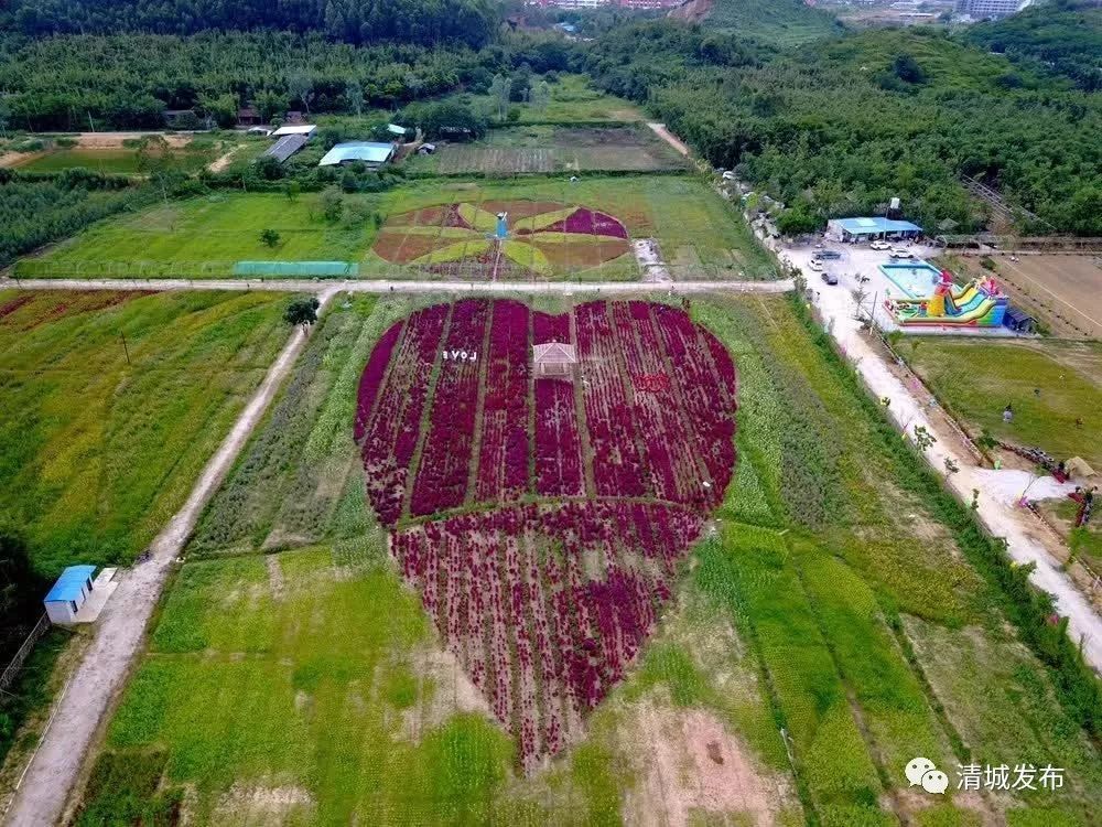 约吗?"清远马尔代夫",广东最大稻草迷宫