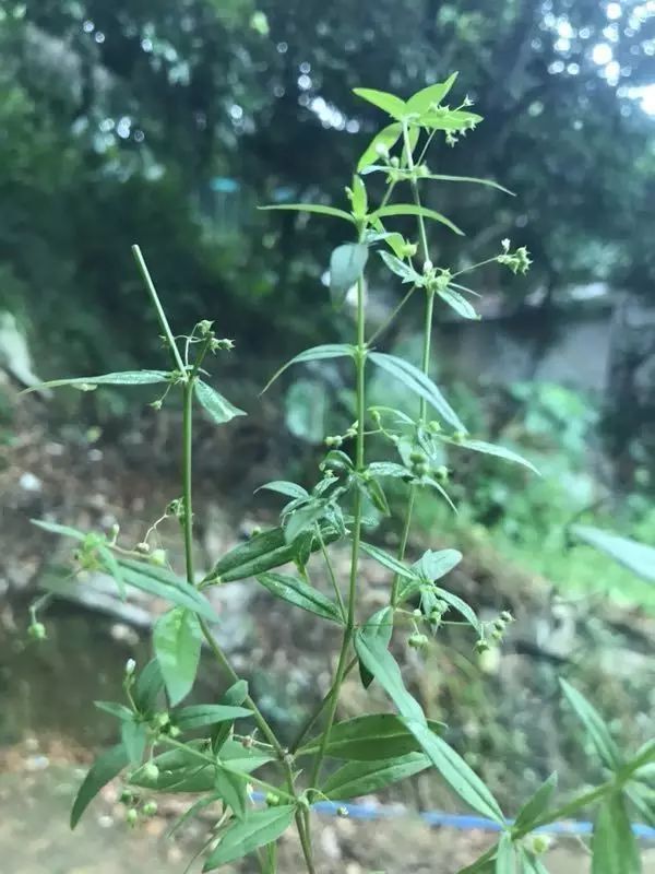 这些路边的草,竟然是有神奇功效的中草药!