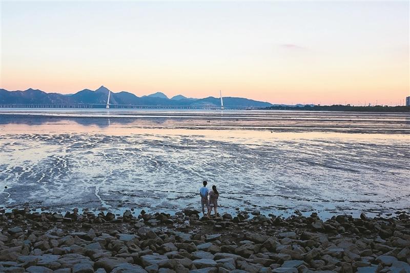 西湾红树林湿地公园是宝安西部海岸带的关键生态节点,驻守海边红树正