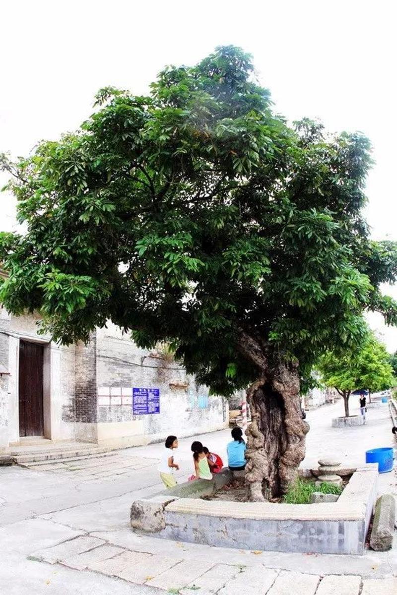 汤村古龙眼树·汤村龙眼 植于汤村街前的这株古龙眼树,树龄达200多年