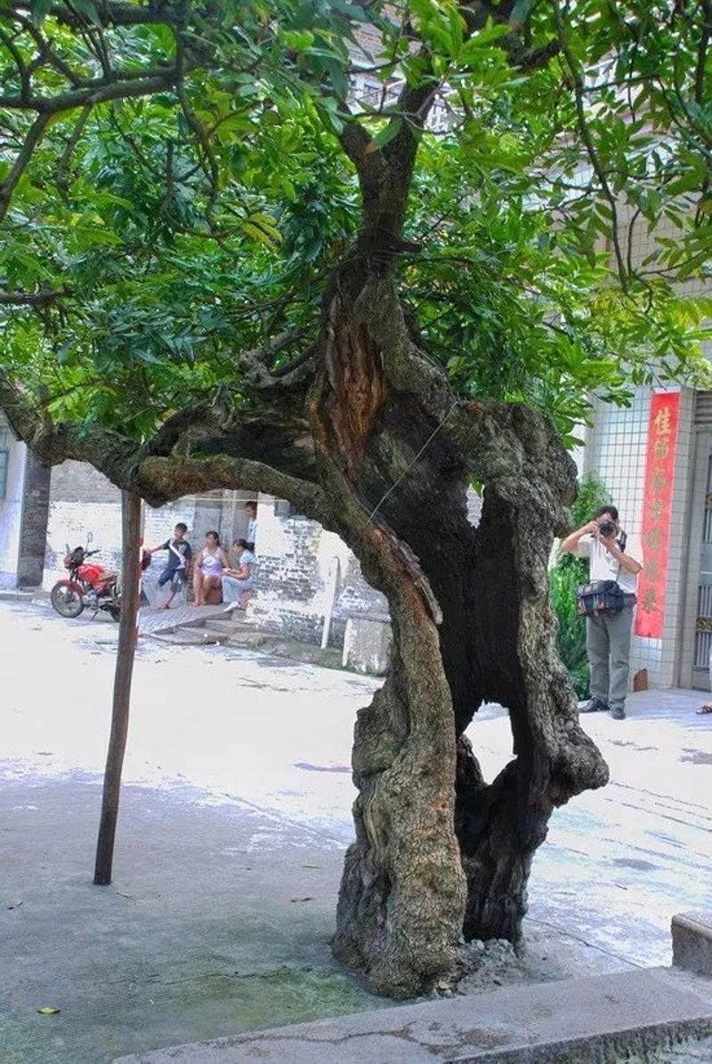 不屈精神·岗联龙眼 植于岗联的这颗古龙眼树就长在水井旁,树龄达100