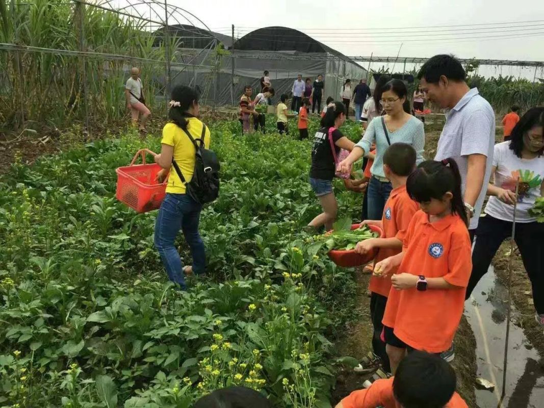 采摘青菜