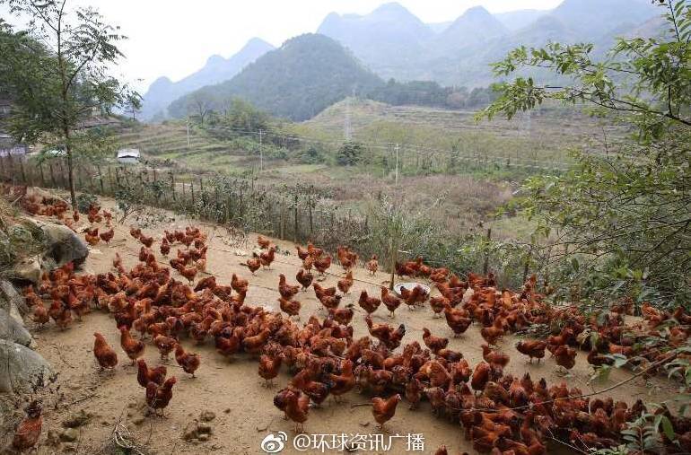 [新时代 新气象 新作为] "环球资讯"关注阳山精准扶贫