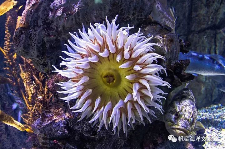 而在烟波浩渺的海洋中,却有一年四季盛开不败的"海菊花,它就是海葵