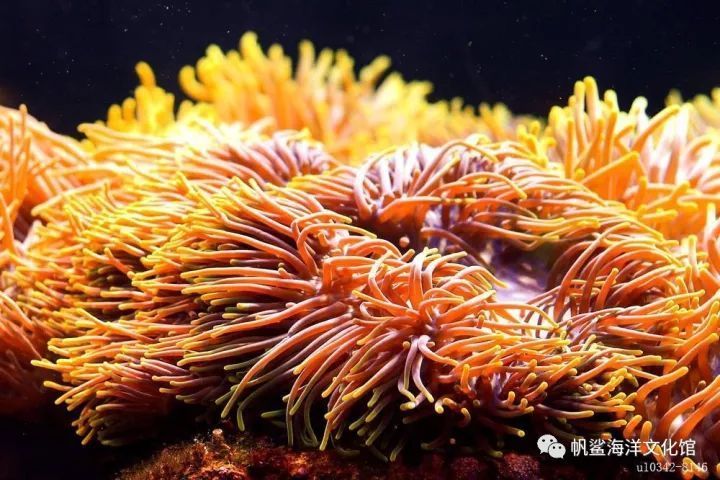 而在烟波浩渺的海洋中,却有一年四季盛开不败的"海菊花,它就是海葵