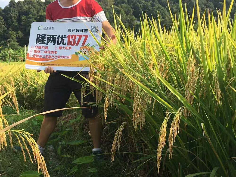 四川隆平还与他共同尝试组织了隆两优1377中稻种植观摩会,表现为大穗