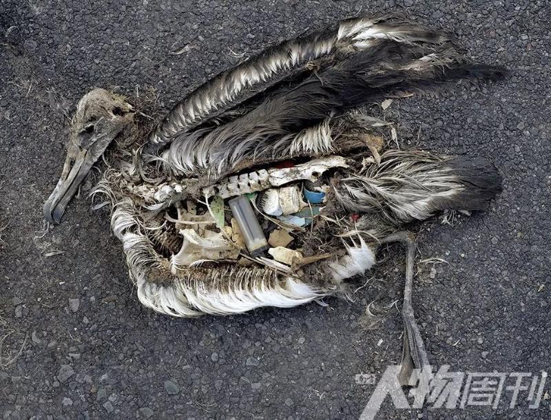 在太平洋中途环礁国家野生动物保护区拍摄的一只死去的信天翁雏鸟,它