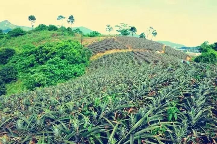 "藻态氮"吸收快,高效挽救中山神湾受灾菠萝,种植户认可争购