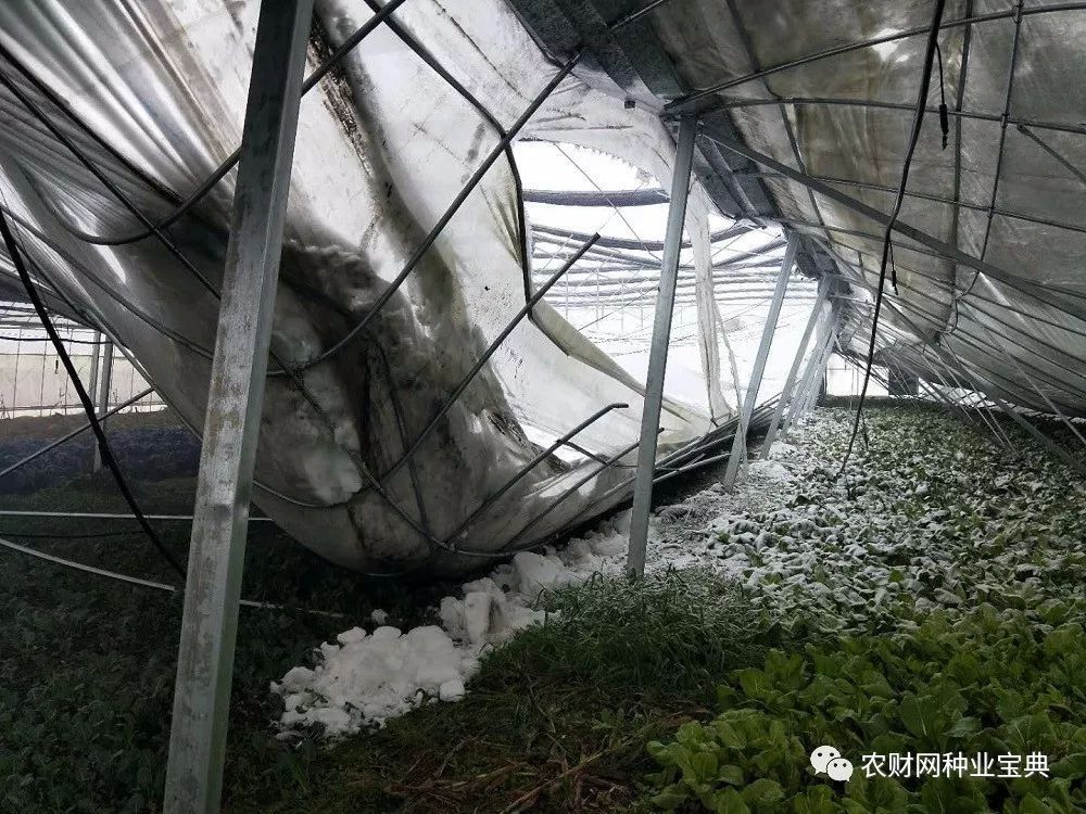 荆门倒塌9000个大棚,五省农作物受灾近20万亩!建棚要汲取哪些教训?