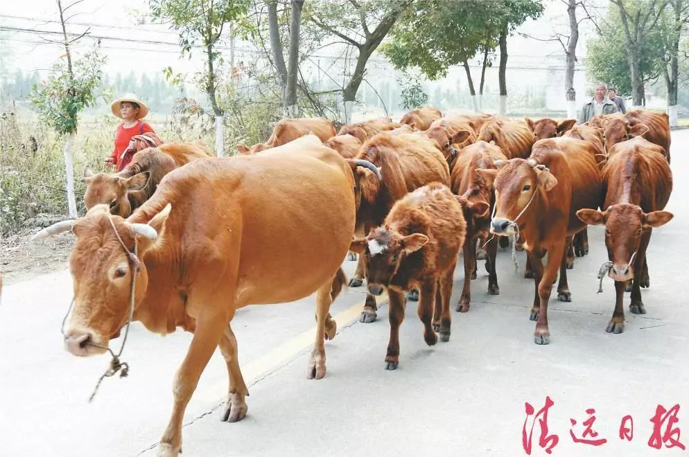 村里来了一群牛,要帮助贫困户圆脱贫梦