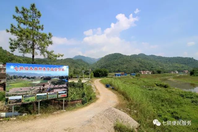 【全域旅游创建】阳山七拱淮山节今天开幕,小伙伴约起来!