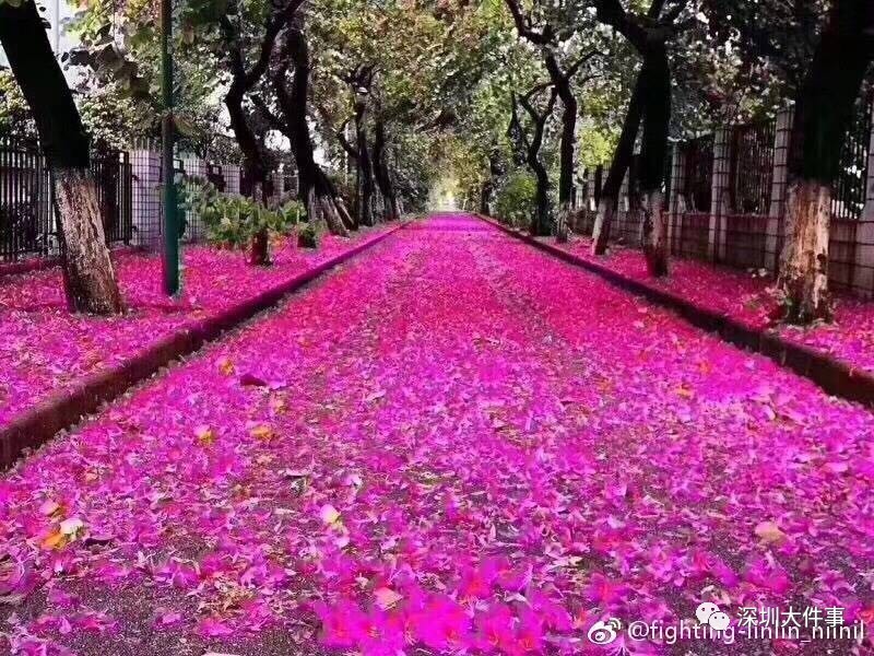 梧桐山零下了!深圳下起"紫荆花雨",惊艳这个冬天