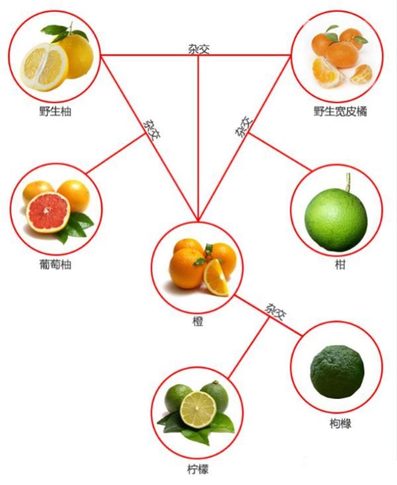 冬季里的"水果之王",柑橘类为啥能占据水果摊的半壁