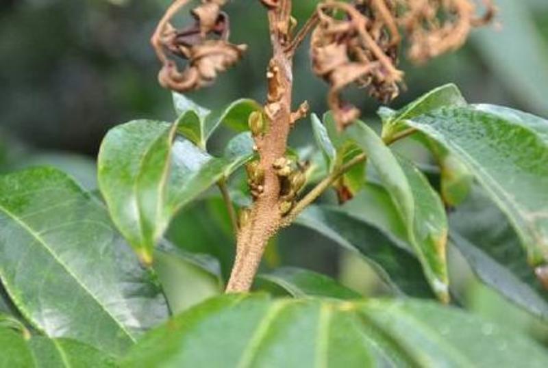 应能满足海南各品种荔枝花芽分化需求