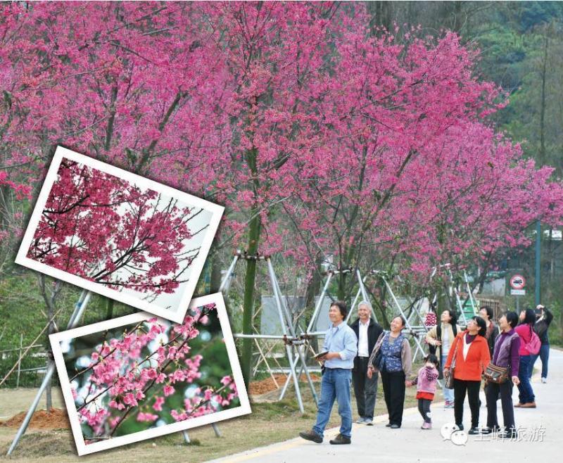 珠三角最大的赏樱基地!江门这1000多棵樱花开了,关键还是免费的!