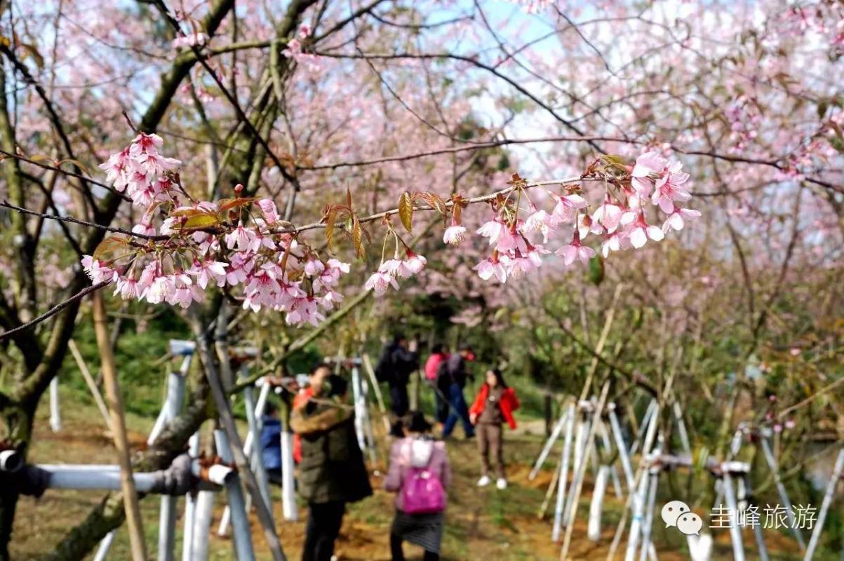 珠三角最大的赏樱基地!江门这1000多棵樱花开了,关键还是免费的!