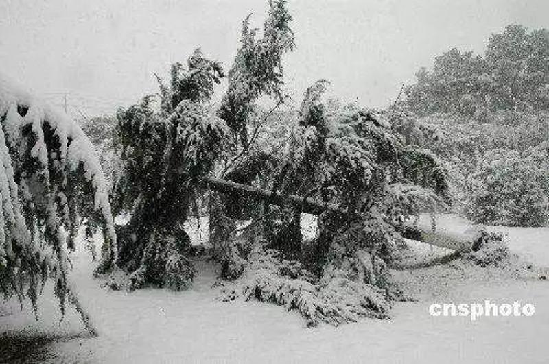 2008年的全国性雪灾