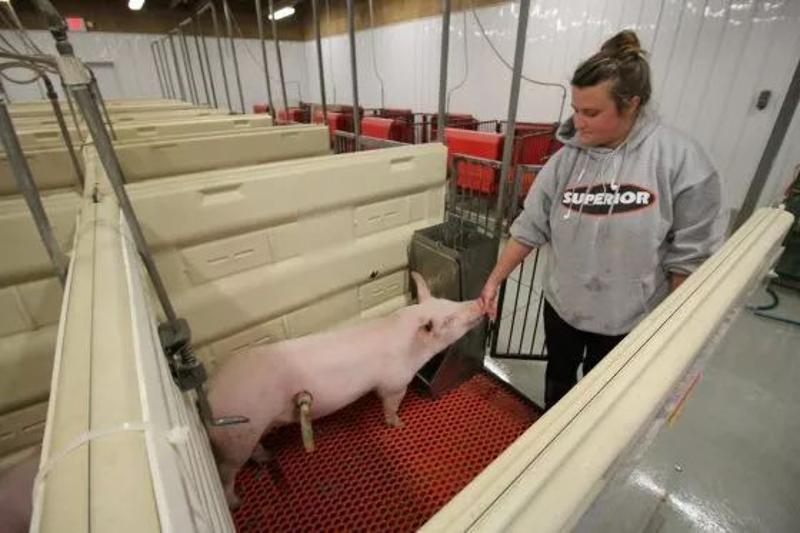 国外特色猪场集锦|荷兰,丹麦,卢森堡,美国,西班牙的猪场这么建