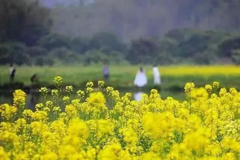 广州--二广高速广州支线--广昆高速公路 广州增城正果湖心岛油菜花