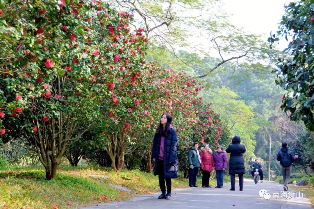 免费 地址:佛山市南海区狮山镇兴业西路佛山植物园茶花世界(佛山市林