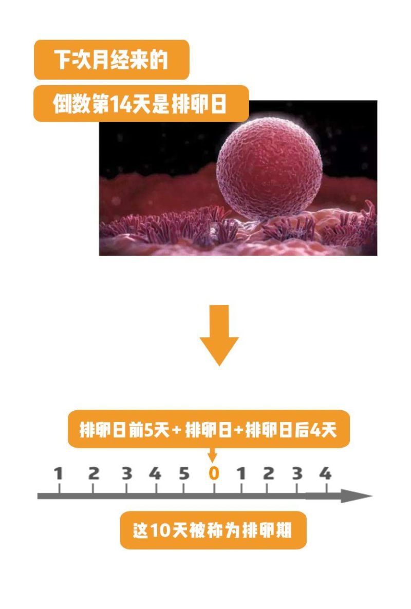 一个月经周期里 除去月经期和排卵期 这堆文字理论和图解绕晕了不少人