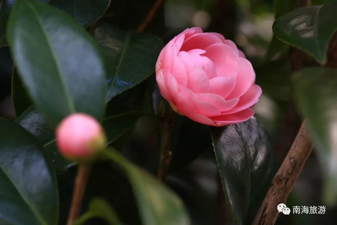 玫瑰,桃花,茶花……佛山五区绝美花海,随手一拍美翻