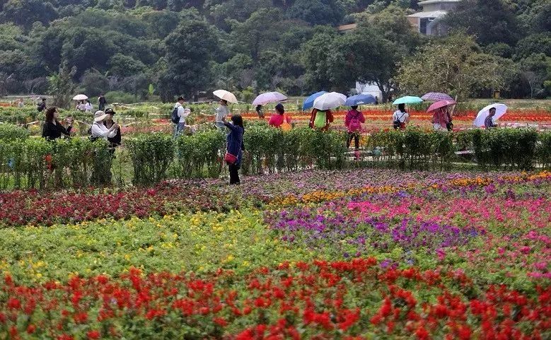 东莞这些地方已被花海包围!这份赏花地图请收