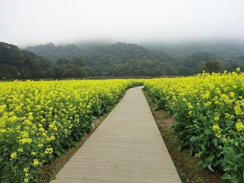 增城正果湖心岛油菜花基地 除了万紫千红 还有那一抹黄 这是广东最大