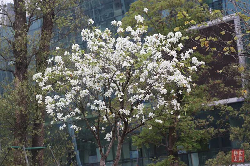 羊蹄甲静静地荡漾在春色里, (学名:白花洋紫荆) 洒落层层"白雪"