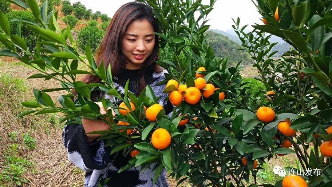 赏花时节|连山吉田镇东风上台村已经成为一片花花世界