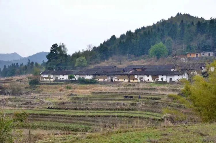 【全域旅游创建】阳山石坳这条隐世村落的山坡桃花开满山,还有奇石