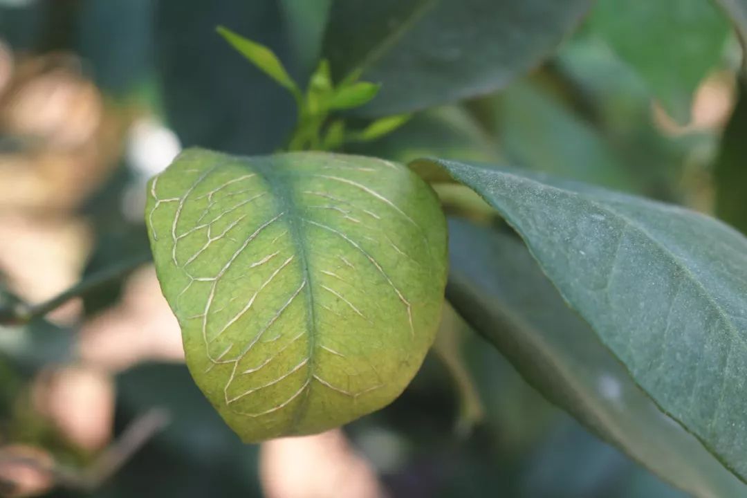 缺硼,缺镁叶片