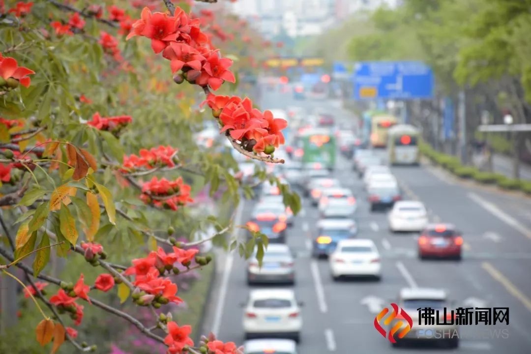 木棉在岭南大地种植历史悠久,最早见载于晋葛洪的《西京杂记》:西汉