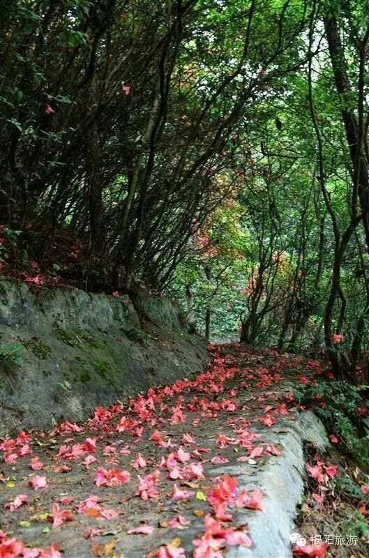 揭西龙山的杜鹃花开了,人流量暴增!今天约吗?