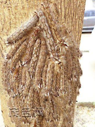 芭乐树上的毛毛虫图片