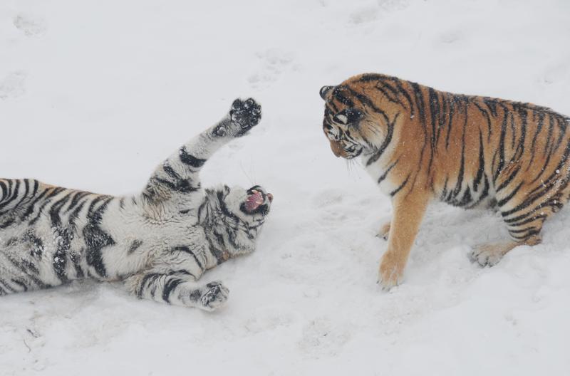 群虎戲雪