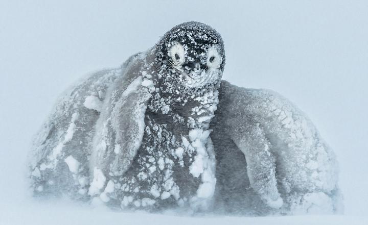 南极帝企鹅宝宝相互依偎抵御暴风雪