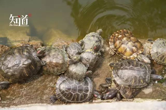 2015年9月21日,青岛市湛山寺的放生池内聚集了大量被游客放生的乌龟