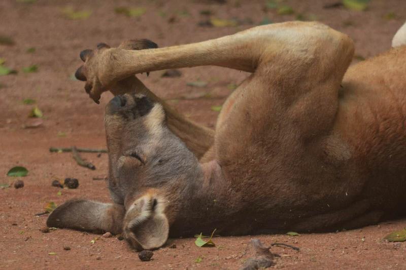 萌態百出的動物睡姿你肯定沒見過