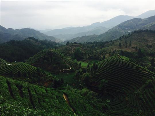 事實上,這款茶葉是江西遂川的特產,因始種於狗牯腦山而得名,而山