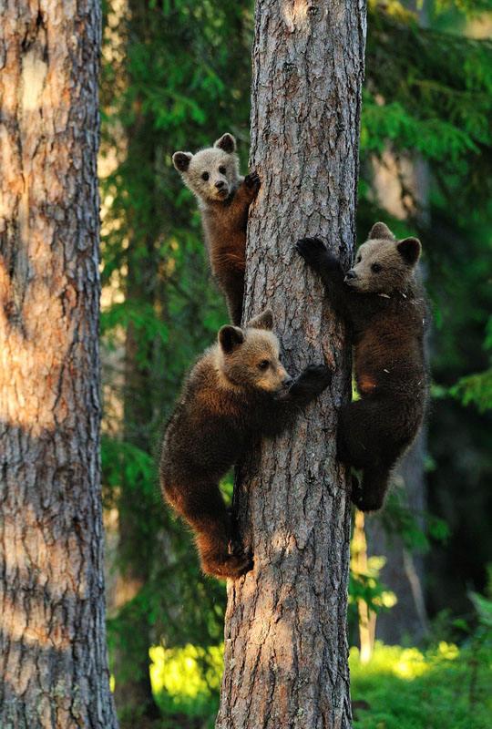 萌翻了三只小熊在爬树