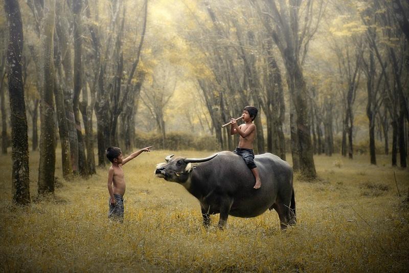 农村牧童骑牛吹笛图片图片