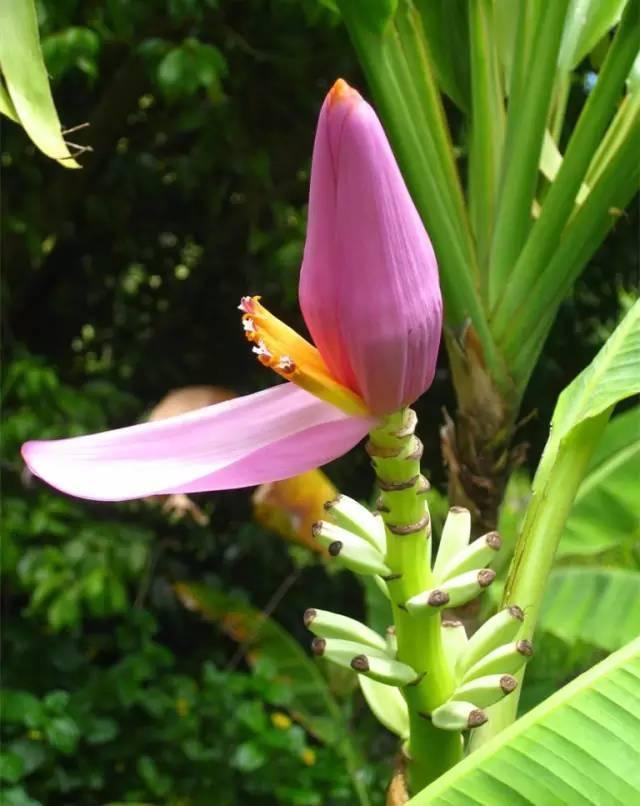 香蕉花楊桃花山竹花棗花柚子花梨花榴蓮花櫻桃花橘子花火龍果芒果荔枝