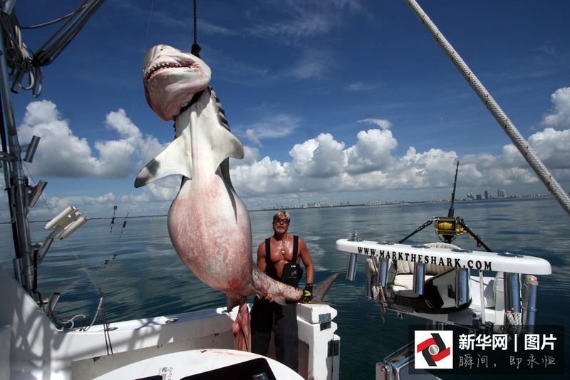 图中这头鲨鱼在距弗罗里达海滩四分之一英里处被捕,重1238磅,长13英尺