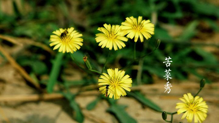 小满三候:一候苦菜秀,二候靡草死,三候秋麦至.