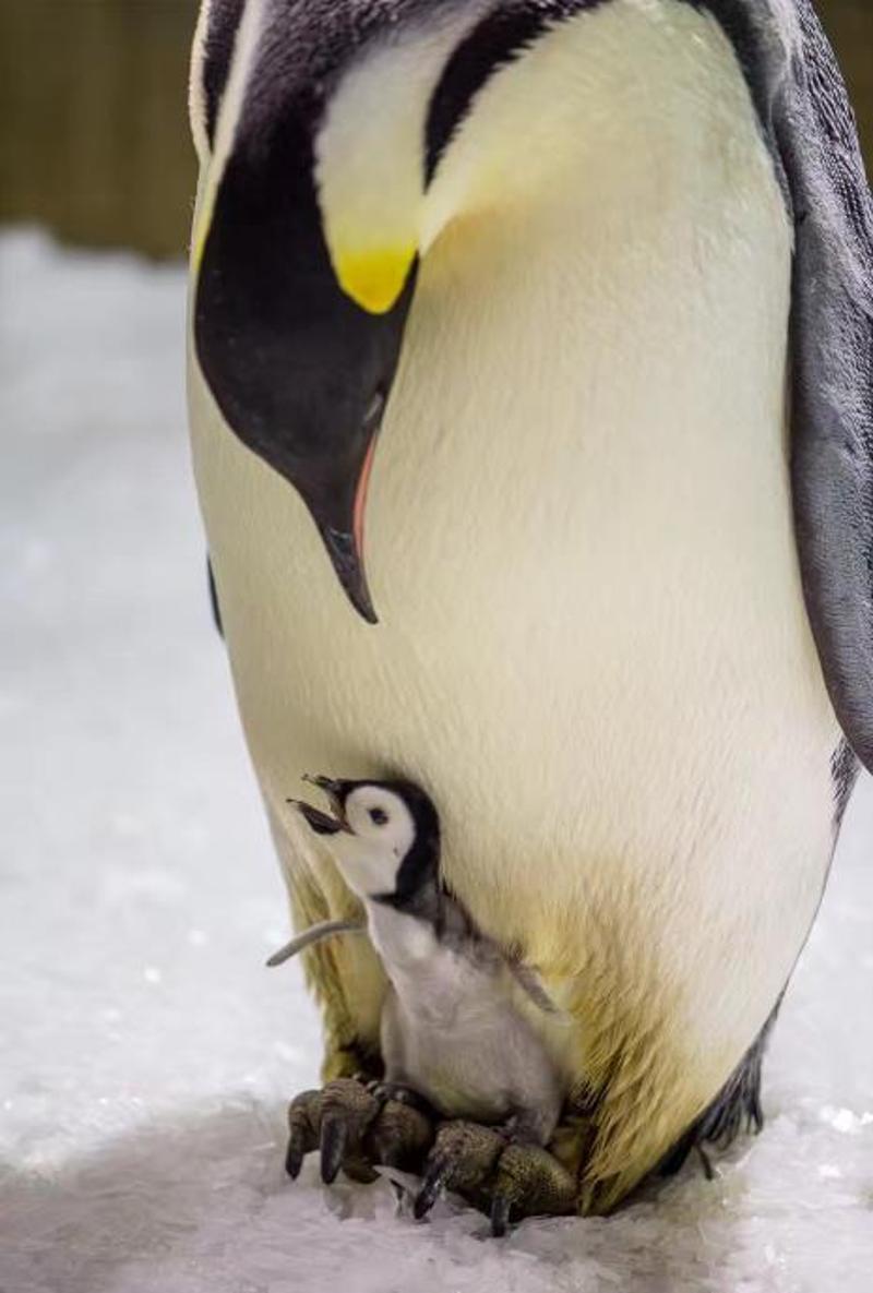 萌萌哒!在珠海出生的两只帝企鹅宝宝 国庆将和大家见面了