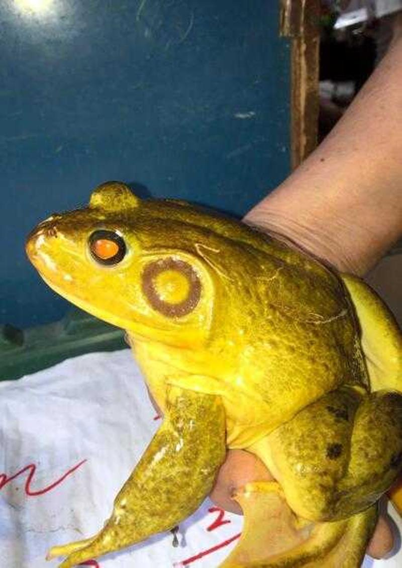 日本老渔民捉到15厘米黄金牛蛙,欲送给大学做研究