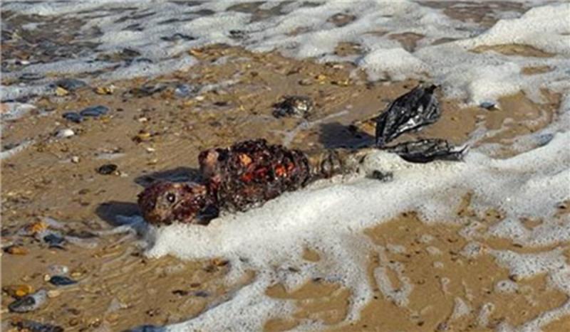 英国海滩惊现疑似美人鱼遗体