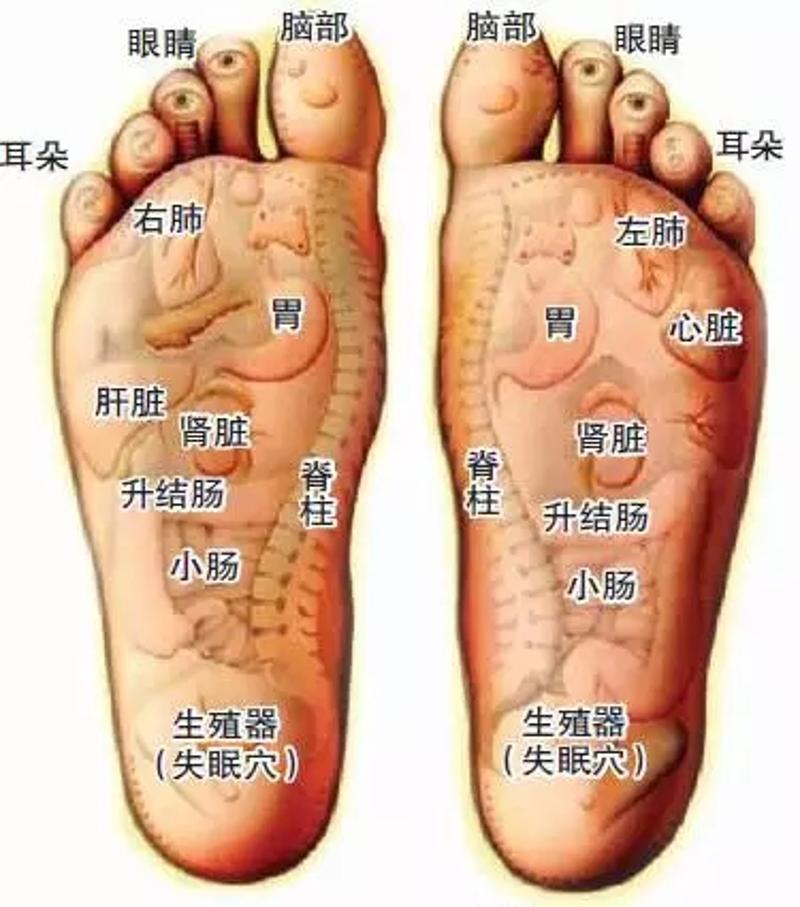 脚背对应的器官图疼痛图片